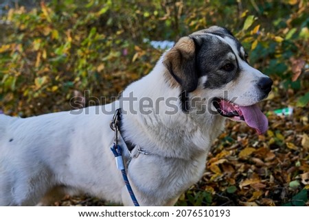 the portrait of a Romanian dog in the colors of autumn     