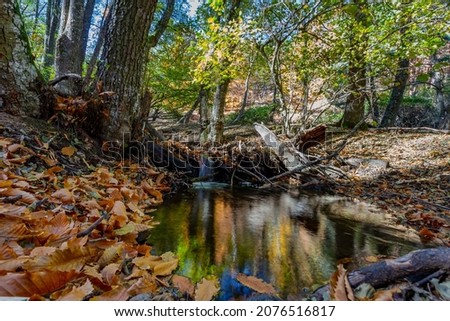 River moving in a golden forest in the fall