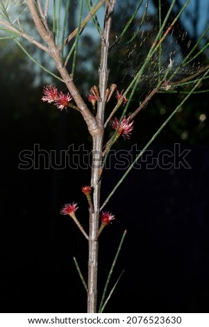 Casuarina plant showing the red female flowers and needle like cladodes, the small branchlets that function as leaves.  Royalty-Free Stock Photo #2076523630