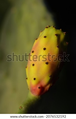 Close up portrait of a ripe red and yellow prickly pear growing on a plant