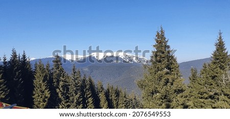 Beautiful panorama of mountains and high fir trees in winter, blue sky. View of the mountains and coniferous forest. Ski resort in Ukraine. Ski slopes and slopes in the mountains.