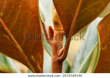 orange magnolia bud in autumn 