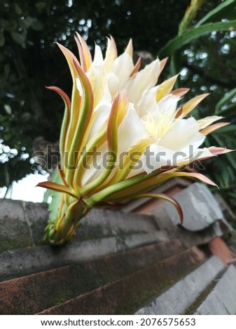 Dragon Fruit Flower well known as Pitaya blooming on the wall, Bali, Indonesia