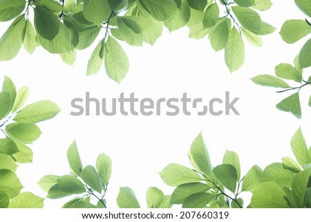 Frame Of Fresh Green Leaves