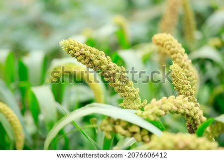  foxtail millet crops in the fields in autumn