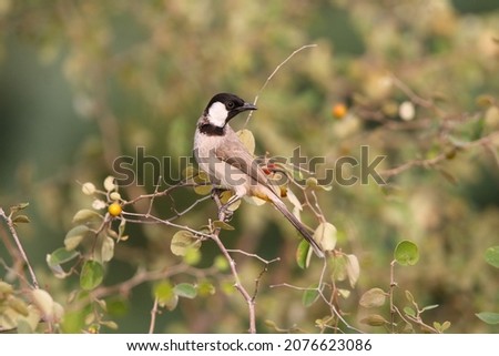 The white-eared bulbul or white-cheeked bulbul, is a member of the bulbul family. Royalty-Free Stock Photo #2076623086