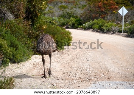 Emu Seen From a Funny Angle