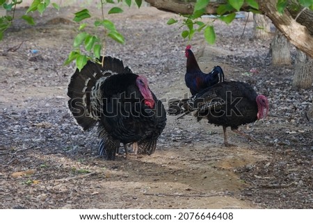 Farm poultry paired with two turkeys