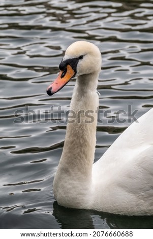 Portrait of a graceful white swan with long neck on dark water background. The mute swan, Cygnus olor