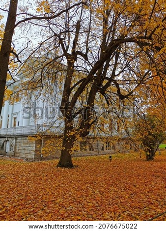 A tree with falling leaves, through the branches of which the Elaginoostrovsky Palace is visible in the park of St. Petersburg.