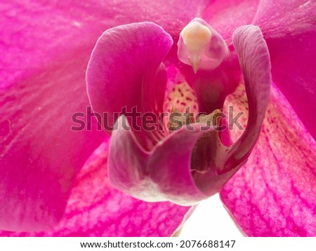 violet orchid flower, macro, color picture