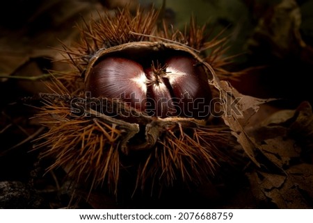 Ripe chestnuts in burr with dry leaves. Close-up lok-key picture taken in a wood in autumn.