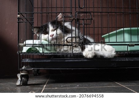 bicolor cat in the cage