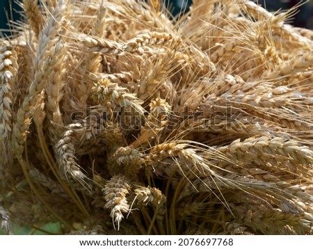 Wheat spikelets, a close-up picture. Ripe wheat ears.