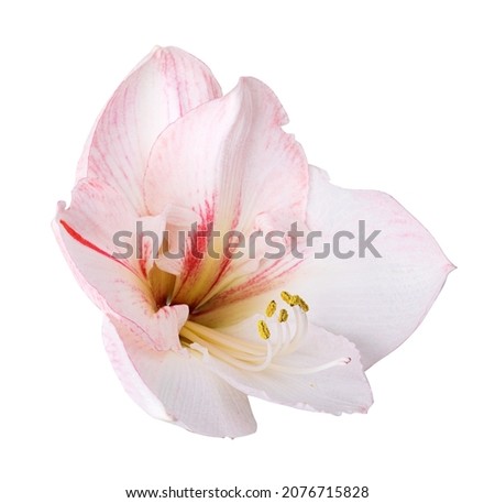 Hippeastrum Amaryllis Sonatini Pink Rascal Stock Photo. Isolated with clipping path
