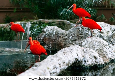 Red ibis habitat . Exotic birds standing on the stones Royalty-Free Stock Photo #2076715972