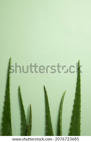 Top view of aloe vera for plants and flower research advertising , photography plants and flower content 