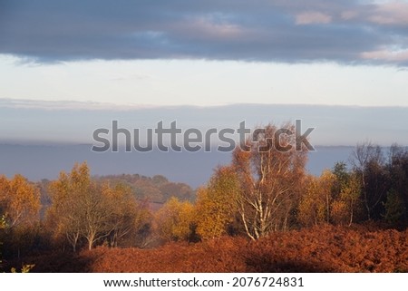 Sunrise, and golden autumnal fall tree and leaf colours at the Downs Banks, Barlaston in Staffordshire, UK.