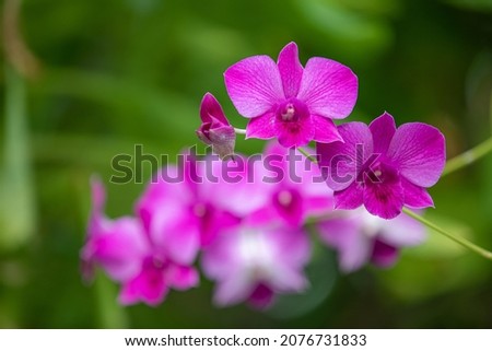 Orchid flower in tropical garden, bright pink purple floral macro with blurred green lush foliage. Dream nature closeup, romantic tropical flowers. Exotic garden plant