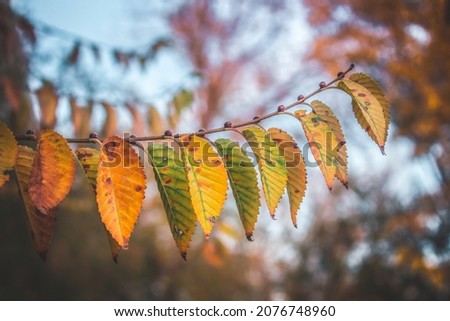 Multicolored leaves on a branch
