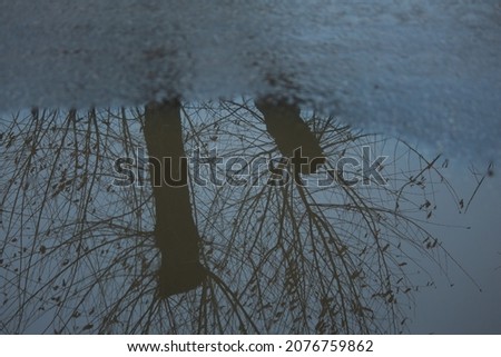 Trees reflected in water, Tree reflected in water desktop background. Abstract