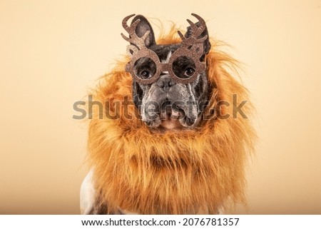 Adorable french bull dog dressed in reindeer antler glasses and a fur scarf on a yellow background