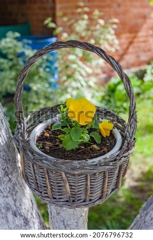 Yellow Flowers "Pansies" close-up in a pot and a wicker basket in summer