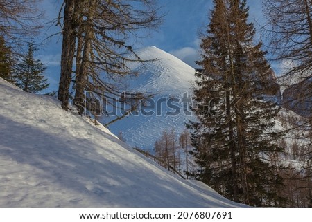 Snow-capped peak with snow shaped by the wind, behind fir and larch trees at sunset. The Dolomite walls of Monte Pelmo can be seen, Fiorentina Valley, Dolomites, Italy