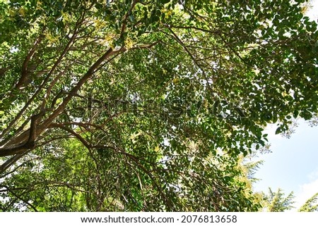 Picture of tree outdoor image