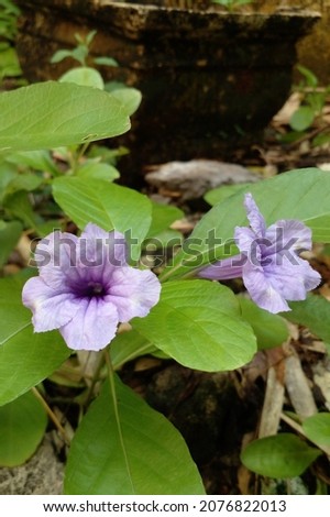 Ruellia flowers. Purple wildflowers in bloom.