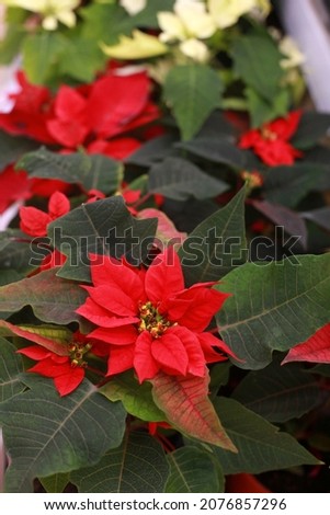 Background of Christmas flowers Poinsettia in  pots Royalty-Free Stock Photo #2076857296