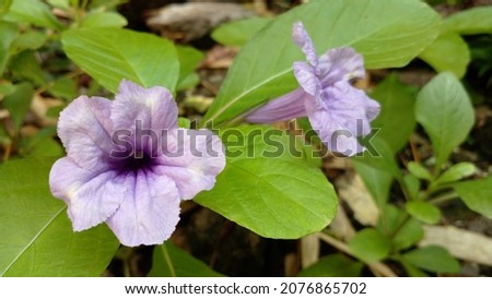 Ruellia flowers. Purple wildflowers in bloom.