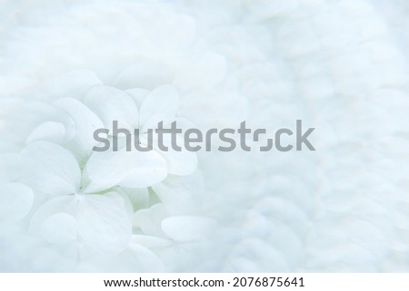 Delicate photo of white lupine flowers with blurred edges. Selective focus. Macro