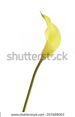 One flower calla isolated on white background