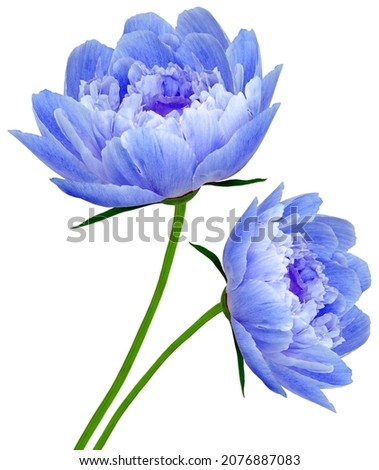 Blue  peonies  flowers   on white isolated background. Closeup. For design. Nature. 