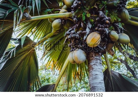 Close up of Lodoicea known as the coco de mer or double coconut. It is endemic to the islands of Praslin and Curieuse in the Seychelles Royalty-Free Stock Photo #2076891532