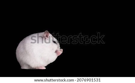 white hamster clenched its paws into fists isolated on black