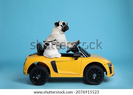 Funny pug dog and cat with sunglasses in toy car on light blue background Royalty-Free Stock Photo #2076915523