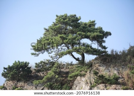 Pine trees near the beach in Korea. Royalty-Free Stock Photo #2076916138