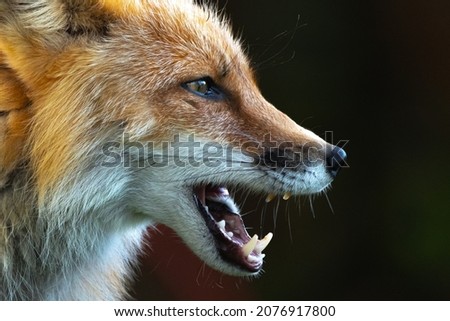 Side profile of a wild red fox seen in outdoor environment with dark background, charasmatic mouth open.