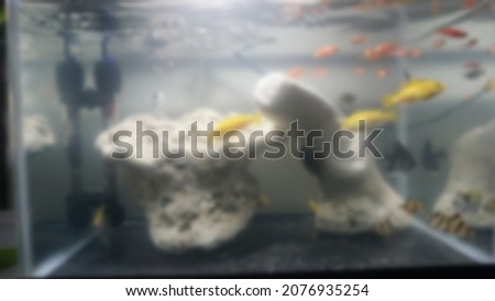 blurred background with ornamental fish in aquarium