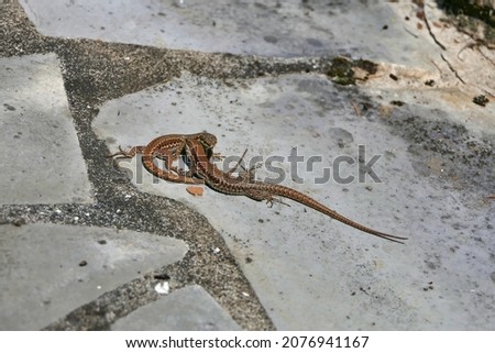 Close up of two male wall lizards (Podarcis muralis) in the middle of a fight
