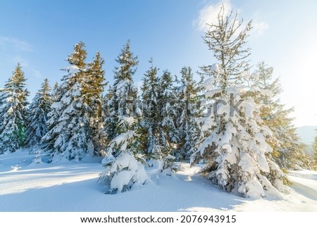 Wonderful wintery Scenery in sunny day. Winter landscape with snow capped mountain under sunlight. Popular hiking and travel place. Winter wonderland. stunning nature background. Carpathian mountains.