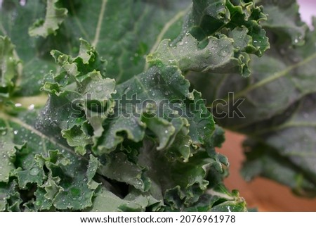a close up of a broccoli plant with leaves