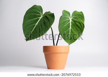 Philodendron Gloriosum in terracotta pot on isolated white background Royalty-Free Stock Photo #2076972553