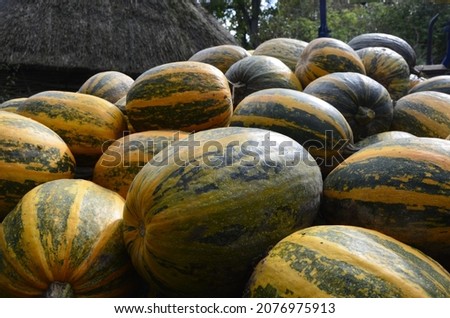 Background texture: a bunch of pumpkins. Autumn theme, pumpkin collection. A lot of yellow, orange and green pumpkins. Harvesting in the village, bright vegetables.