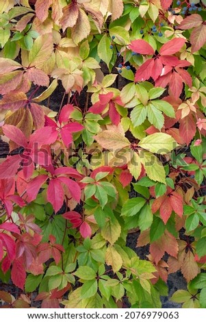 The amazing colors of the autumn, green yellow orange red purple leaves of the climbing plant Parthenocissus quinquefolia outdoor. Natural colorful fall pattern background, warm color combination.