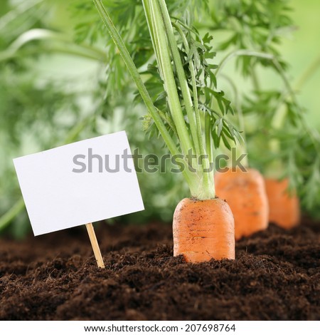 Ripe carrots in vegetable garden or field with copyspace