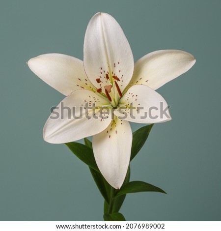Delicate white lily flower isolated on green background.