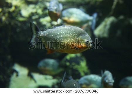 Fish under water. Fish in the aquarium. Piranha fish. Вlur.